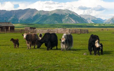 Herd of mongolian yaks with calves on the mountainous horizon background. Rural summer view.の写真素材