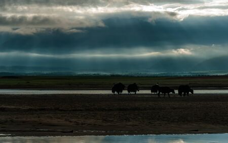 Silhouettes of mongolian yak walking by the sand and crossing the river in the sunset light. Rural summer scene.の写真素材