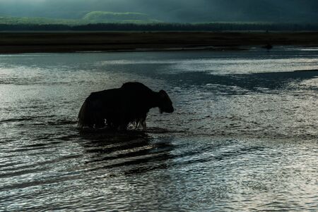 Silhouette of mongolian yak crossing the river in the sunset light. Rural summer scene.の写真素材