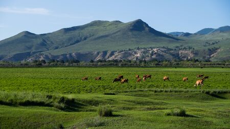 Herd of cows grazing on the meadow field on the mountains backgroundの写真素材