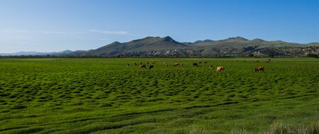 Herd of cows grazing on the meadow field on the mountains backgroundの写真素材