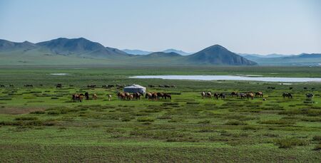 Herd of horses grazing on a meadow around the mongolian traditional ger.の写真素材