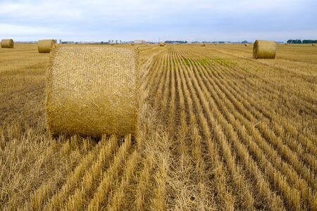Hay rolls on the yellow field in autumn harvest season.  Abstract rural scene.の写真素材
