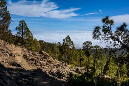 Canary Island Natural Park Spain. tree and path to the mountains.の写真素材