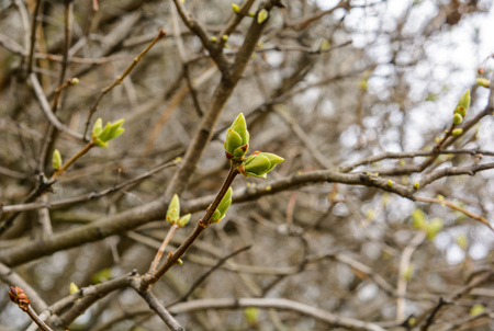 buds swell, leaves soon. spring is coming.の写真素材