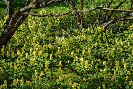 green lawn in a beautiful park. spring is coming.の写真素材