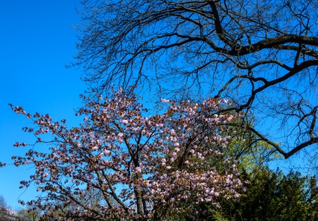 Panorama of Cherry blossom trees Alley in garden on a fresh green lawn at sunset. spring is coming