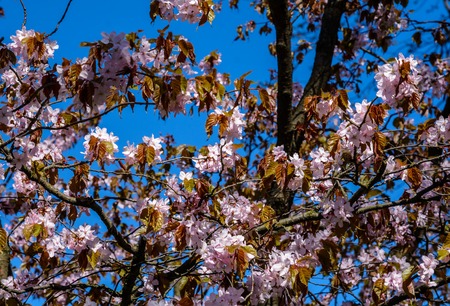 Cherry blossom trees Alley in garden on a fresh green lawn at sunset. spring is comingの写真素材