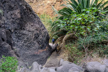 Hiking in Gorge Masca. Volcanic island. Mountains of the island of Tenerife, Canary Island, Spain.の写真素材