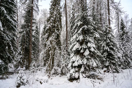 beautiful Christmas tree in the snow. beautiful winter forest. beautiful snowy tree branchesの写真素材