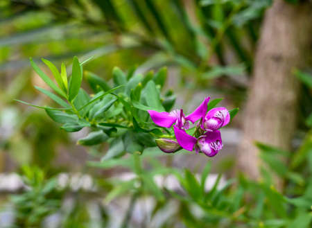 Polygala myrtifolia. beautiful pale pink flower. Botanical Garden