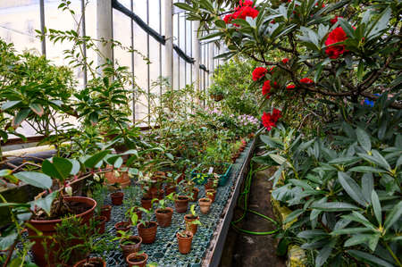 Rhododendron Buzuki. Botanical Garden. beautiful green plants. bright flower. many seedlings in pots.の写真素材