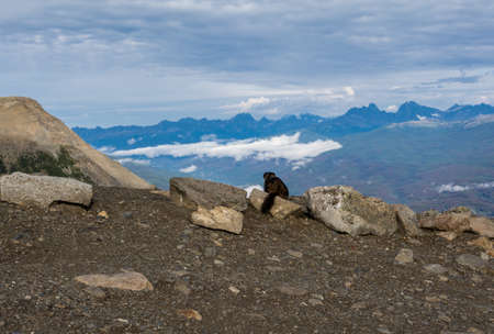 marmot looks at the world. Canadian mountains, cloudsの写真素材