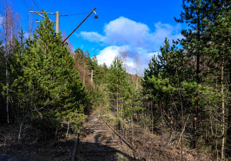 Abandoned railway track. abandoned and overgrown with trees and bushes railwayの写真素材