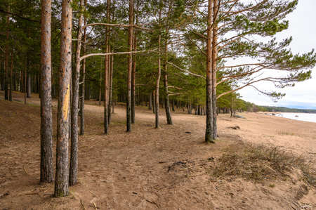 granite boulders in the Gulf of Finland. cloudy gloomy day. pine trees on the seashore.の写真素材