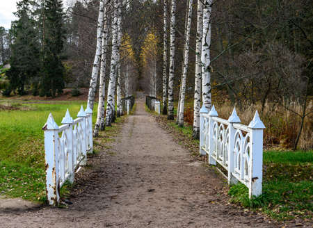 sandy path. beautiful forest and fresh air. sandy path. walk along the trail through the forest