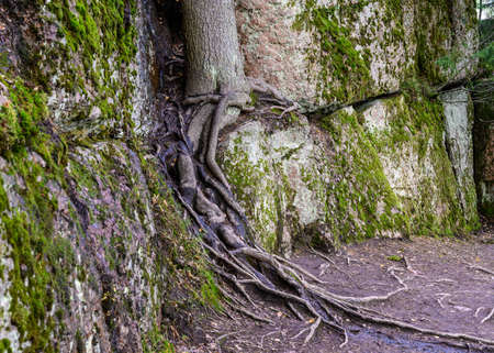 trees on rocks. roots. stone path. beautiful forest and fresh air. walk between rocks and trees....