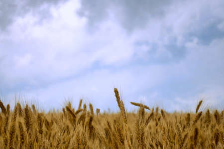 Gold ripe wheat and the cloudy dark blue skyの写真素材