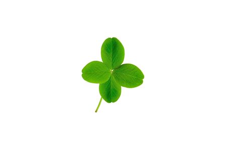 isolated leaf of clover with four petalsの写真素材