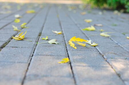 Close up of yellow leaves on a roadの写真素材