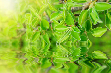 green branch with a reflection in the waterの写真素材