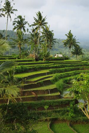Young watered ricefield with some coconut palm and a little hut in Bali islandの写真素材
