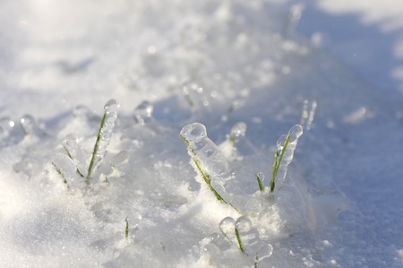 Close-up on green grass stem very iced with lot of snowの写真素材