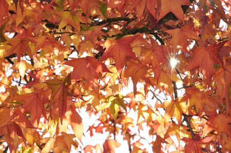 Lots of autumn leafs with hard sun
