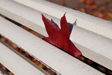 One red leaf inside a white bench