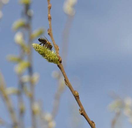 A bee above a green bud with a blurred blue skyの写真素材