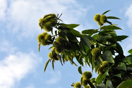 Young chestnuts on branchs with blue sky in backgroundの写真素材