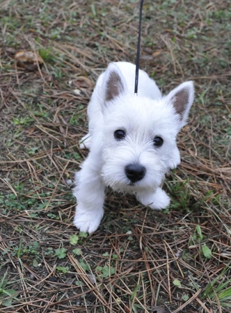 Puppy of west highland white terrier very curious who look the cameraの写真素材