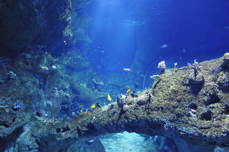 Many sea fishs in a big aquarium with rocks and rays of light