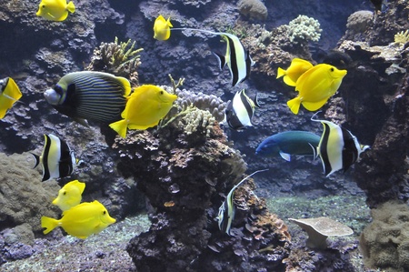 Many Yellow Tropical Fishes in Aquariumの写真素材