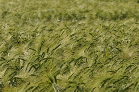 View of a Meadow of Green and Yellow Cornの写真素材