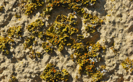 Many Yellow Orange and Green Lichen on an old wall beige surfaceの写真素材