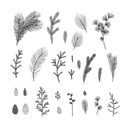 Hand drawn winter floral illustrations collection on white backgroundのイラスト素材
