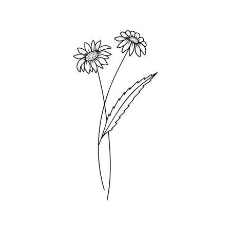 Daisy April Birth Month Flower Illustrationのイラスト素材