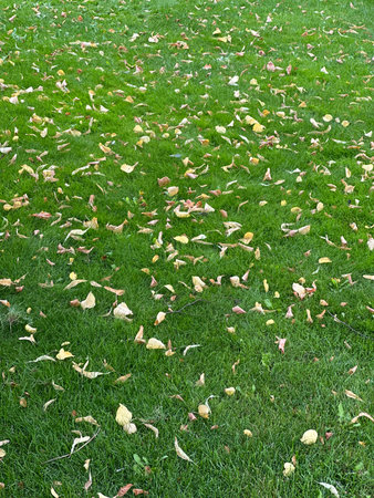 Green grass blanketed with colorful fallen leaves, highlighting the transition of seasons, creating a picturesque outdoor scene filled with natural beautyの写真素材