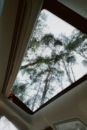 Perspective from inside a vehicle looking up at tall trees through a sunroof, highlighting the beauty of nature and the peaceful ambiance of the forestの写真素材