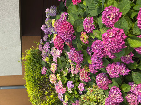 Abundant hydrangea flowers in shades of purple and pink fill the garden, surrounded by green foliage, creating a vibrant and lively atmosphere of natural beautyの写真素材