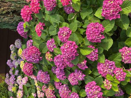 Abundant hydrangea flowers showcase vibrant pink and purple hues surrounded by rich green leaves, creating a beautiful garden scene filled with natural beautyの写真素材