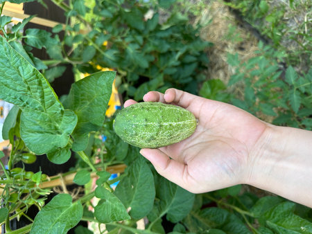 Fresh cucumber held in hand, surrounded by green plants in a garden, illustrating healthy growth and the beauty of nature in an outdoor environmentの写真素材