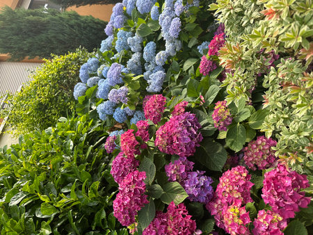 Lush garden scene showcases hydrangea flowers in vibrant pink and blue hues, surrounded by rich green foliage, creating a tranquil and colorful outdoor environmentの写真素材