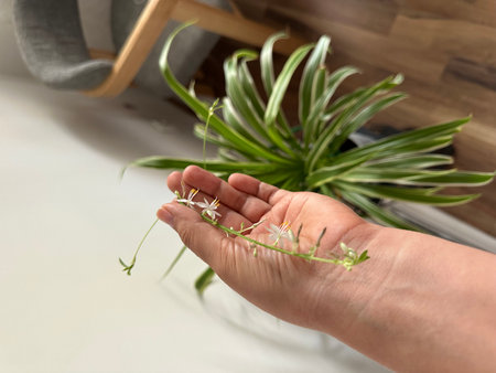 Hand displays beautiful white flowers with green stems, set against vibrant green leaves and a comfortable chair, creating a serene indoor atmosphereの写真素材