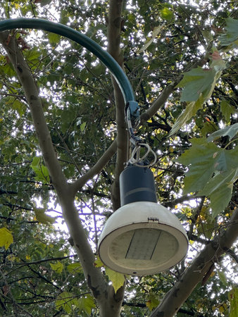 Street lamp is suspended from a tree branch, casting light on the vibrant leaves and branches, creating a harmonious blend of nature and urban designの写真素材