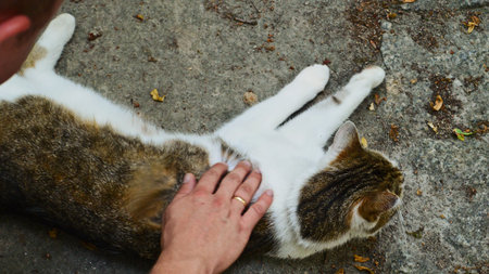 Stunning 4k video of a ginger cat sitting on a fence and enjoying being pet by a girl. There is a beautiful view of sunset with sea, beach, trees, and mountains in the background.の写真素材