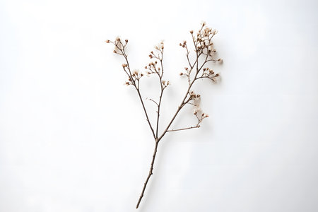 Dried floral branch with intricate buds and flowers, set against a soft white background, ideal for nature-themed designs and artistic applicationsの素材