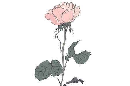 Clean Lines Highlighting a Solo Pink Rose Design.の素材
