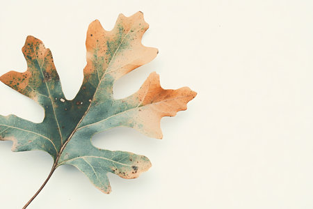 Single Oak Leaf on White Background: A Simple Elegance.の素材